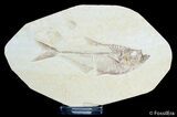 Detailed / Inch Diplomystus Fossil Fish #3095-1